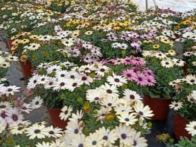 西安秋季时令草花南非万寿图1